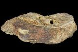 Fossil Dinosaur (Triceratops) Frill Section - North Dakota #134318-2